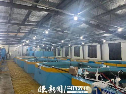 海蝦也能在大山中生長 工廠化循環水養殖系統讓養殖插上翅膀